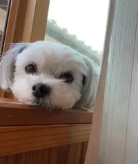 よしのアイコン